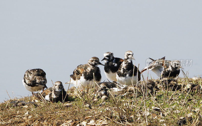 红润Turnstone (Arenaria解释)部分在夏季羽毛